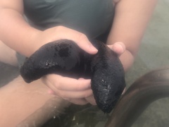 Holothuria leucospilota