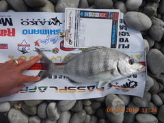 Lithognathus lithognathus