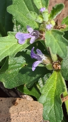 Ajuga australis