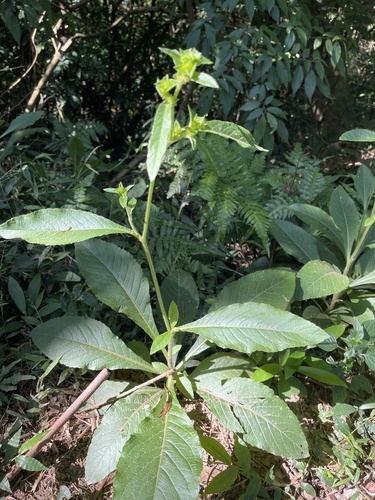 Elephantopus mollis