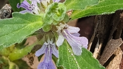 Ajuga australis