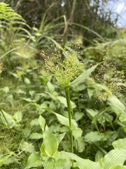 Panicum brevifolium