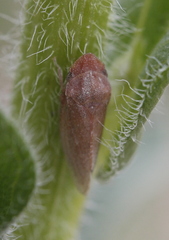 Xerophloea peltata