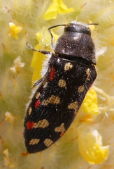 Acmaeodera gibbula