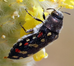 Acmaeodera gibbula