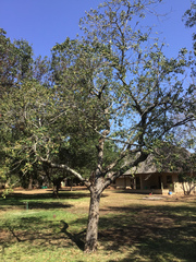 Ficus natalensis natalensis