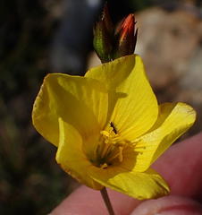 Linum africanum
