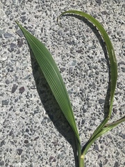 Molineria capitulata