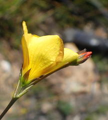 Linum africanum