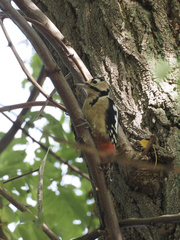 Dendrocopos major japonicus