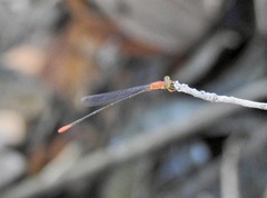 Teinobasis rufithorax