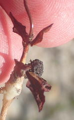 Disa inflexa