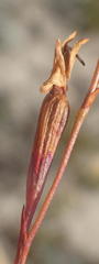 Disa inflexa