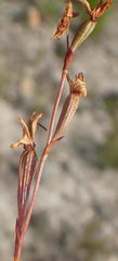 Disa inflexa