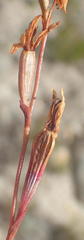 Disa inflexa