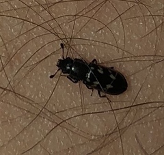 Glischrochilus vittatus