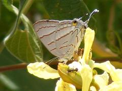 Hemiolaus caeculus caeculus