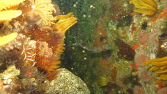 Haploblepharus pictus