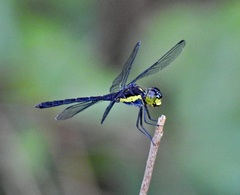 Agrionoptera longitudinalis biserialis