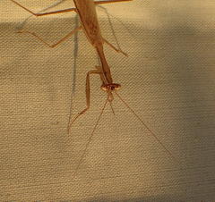 Miomantis