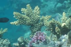 Acropora florida