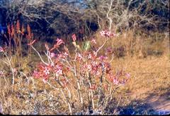 Adenium multiflorum