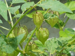 Physalis minima