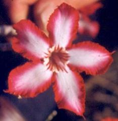 Adenium multiflorum