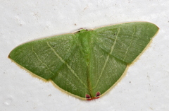 Urolitha bipunctifera