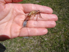 Talitropsis