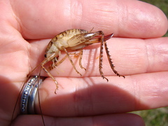 Talitropsis