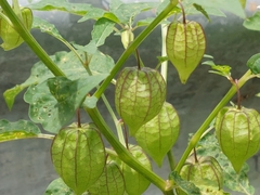 Physalis minima