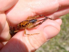 Talitropsis