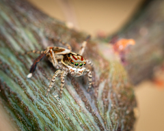Maratus leo