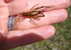Talitropsis