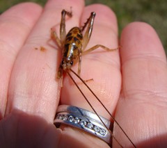 Talitropsis