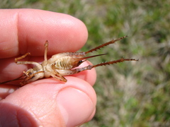 Talitropsis