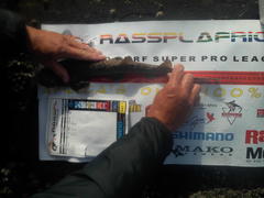 Haploblepharus pictus