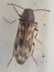 Prothalpia holmbergi