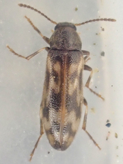 Prothalpia holmbergi