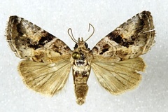 Diastema cnossia