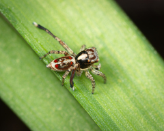 Maratus leo
