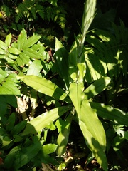 Habenaria stenopetala