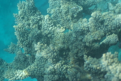 Acropora florida