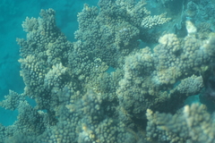 Acropora florida