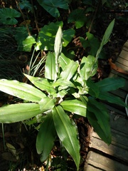 Habenaria stenopetala