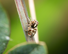 Maratus leo