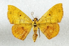 Semaeopus ella