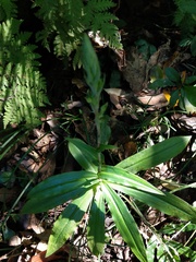 Habenaria stenopetala