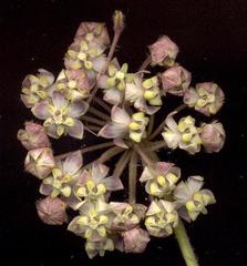 Asclepias albens